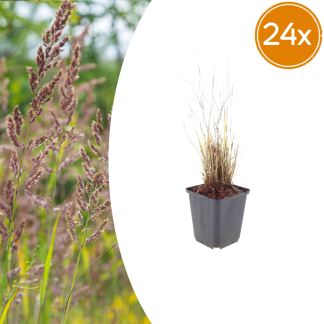 24x Calamagrostis brachytricha - Altezza 10-25cm - Vaso 9cm