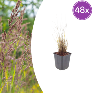 48x Calamagrostis brachytricha - Altezza 10-25cm - Vaso 9cm