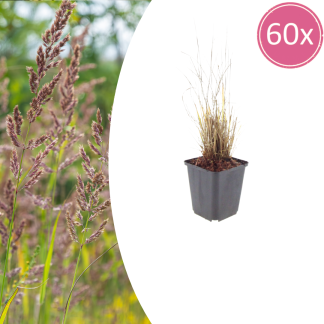 60x Calamagrostis brachytricha - Altezza 10-25cm - Vaso 9cm