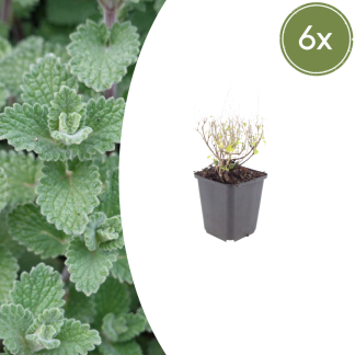 6x Calamintha n. nepeta - Altezza 10-25cm - Vaso 9cm