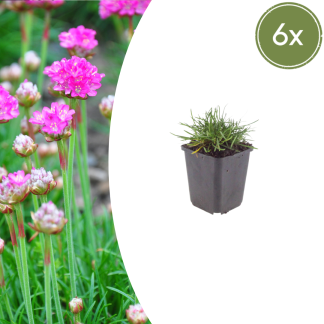 6x Armeria m. 'Splendens' - Altezza 10-25cm - Vaso 9cm