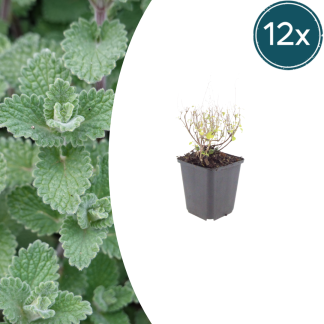 12x Calamintha n. nepeta - Altezza 10-25cm - Vaso 9cm