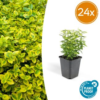 24x Euonymus fort. 'Emerald 'n Gold’ - Altezza 10-25cm - Vaso 9cm