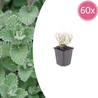 60x Calamintha n. nepeta - Altezza 10-25cm - Vaso 9cm
