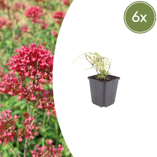 6x Centranthus ruber 'Coccineus' - Altezza 10-25cm - Vaso 9cm