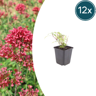 12x Centranthus ruber 'Coccineus' - Altezza 10-25cm - Vaso 9cm