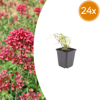 24x Centranthus ruber 'Coccineus' - Altezza 10-25cm - Vaso 9cm