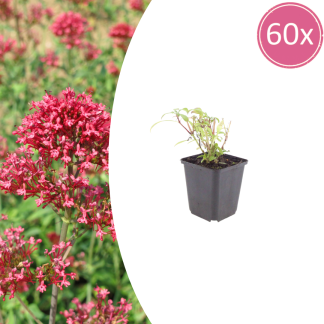 60x Centranthus ruber 'Coccineus' - Altezza 10-25cm - Vaso 9cm