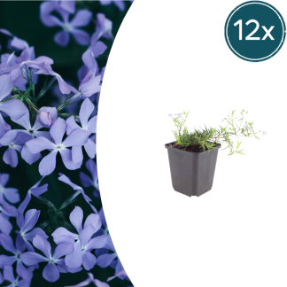 12x Phlox (S) 'Emerald Cushion Blu'- Altezza 10-25cm - Vaso 9cm