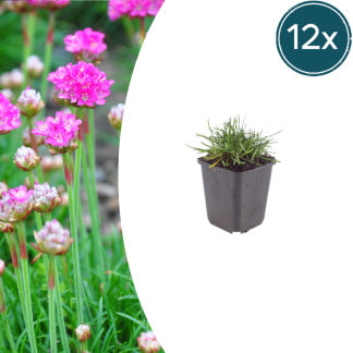 12x Armeria m. 'Splendens' - Altezza 10-25cm - Vaso 9cm