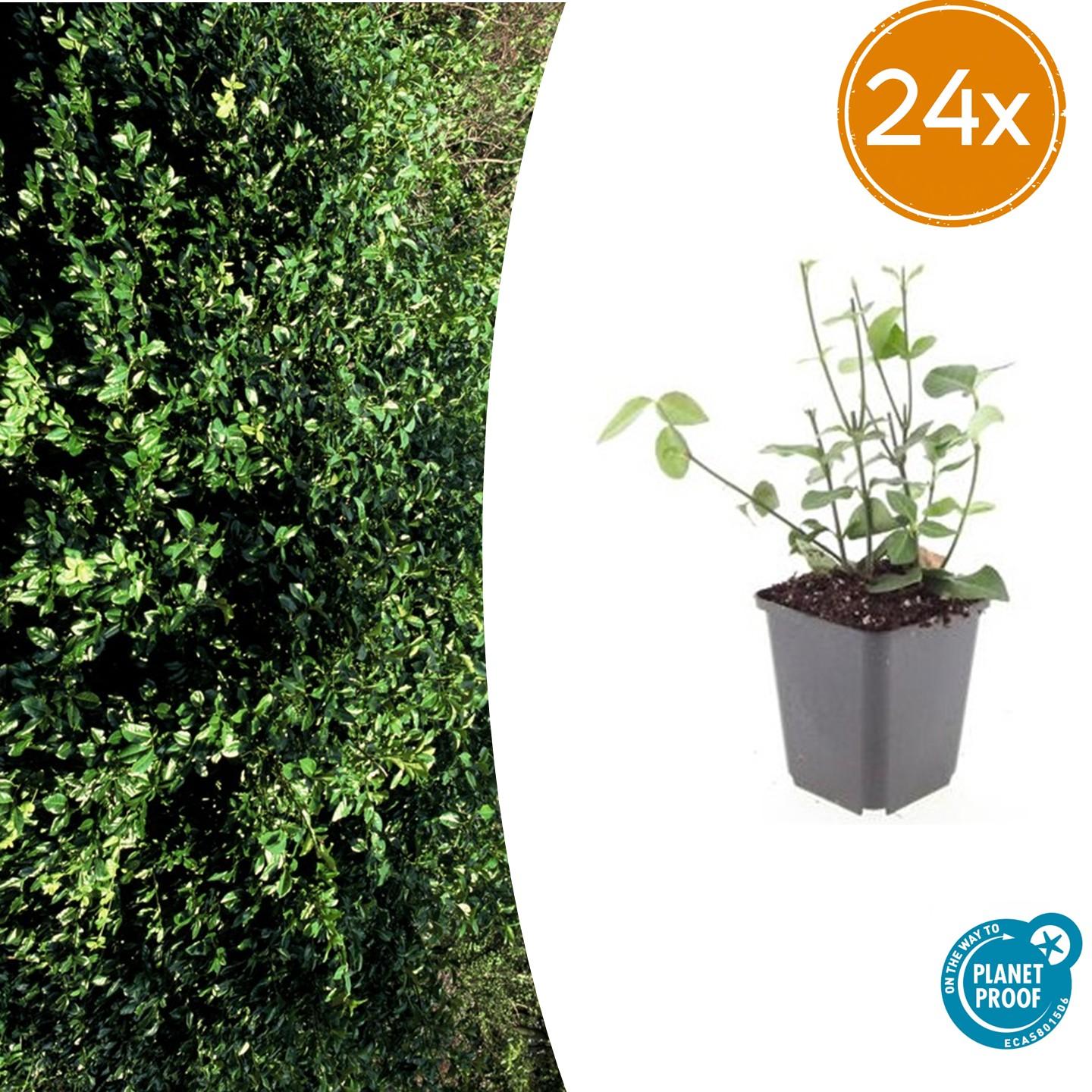 24x Euonymus fort. ‘Coloratus’ – Altezza 10-25cm – Vaso 9cm