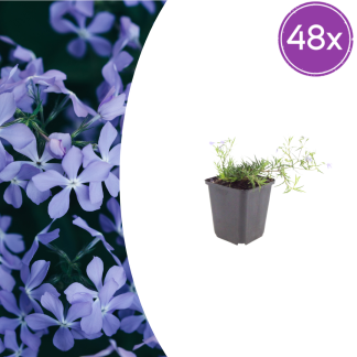 48x Phlox (S) 'Emerald Cushion Blu'- Altezza 10-25cm - Vaso 9cm