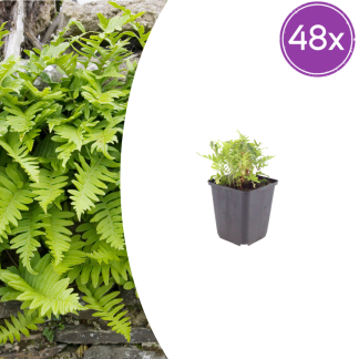 48x Polypodium vulgare - Altezza 10-25cm - Vaso 9cm