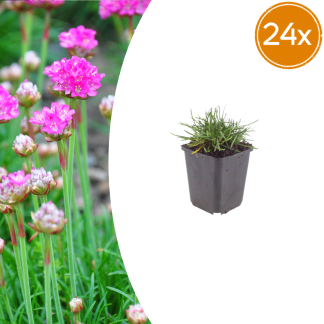 24x Armeria m. 'Splendens' - Altezza 10-25cm - Vaso 9cm