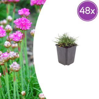 48x Armeria m. 'Splendens' - Altezza 10-25cm - Vaso 9cm