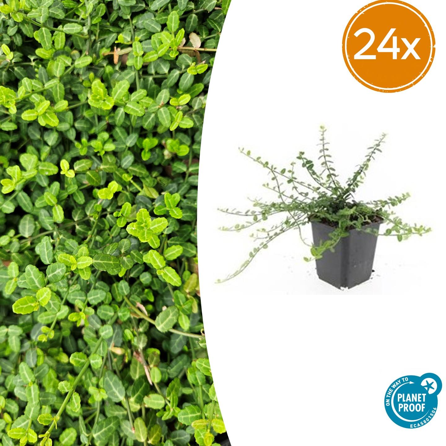 24x Euonymus fort. ‘Minimus’ – Altezza 10-25cm – Vaso 9cm