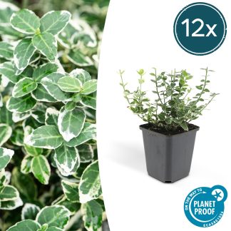 12x Euonymus fort. 'Emerald Gaiety' - Altezza 10-25cm - Vaso 9cm