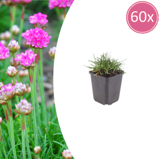 60x Armeria m. 'Splendens' - Altezza 10-25cm - Vaso 9cm