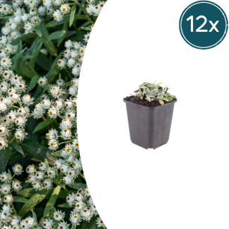 12x Anaphalis triplinervis - Altezza 10-25cm - Vaso 9cm