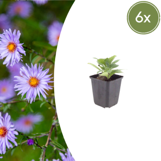 6x Aster frikartii 'Monch' - Altezza 10-25cm - Vaso 9cm