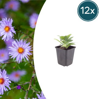 12x Aster frikartii 'Monch' - Altezza 10-25cm - Vaso 9cm