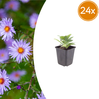 24x Aster frikartii 'Monch' - Altezza 10-25cm - Vaso 9cm