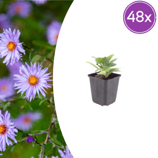 48x Aster frikartii 'Monch' - Altezza 10-25cm - Vaso 9cm