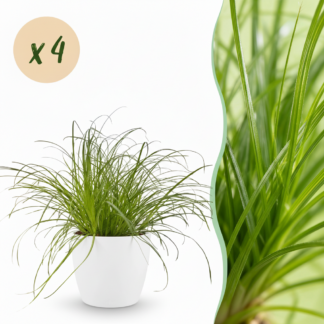 Green boutiQ - Houseplant - Cyperus alternifolius Zumula - Cat Plant - Pet-Friendly Plant - Green - 4 Plants - Biancoh Potter Bianco - Pot 12cm - Height 20cm