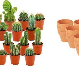 Mini Cactus Mix - 18 Pieces - Vaso  8,1 cm - Height: 5-10 cm - Terracotta Pots