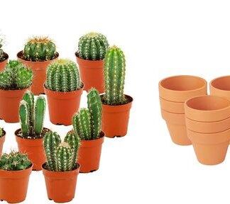Mini Cactus Mix - 15 Pieces - Vaso  8,1 cm - Height: 5-10 cm - Terracotta Pots
