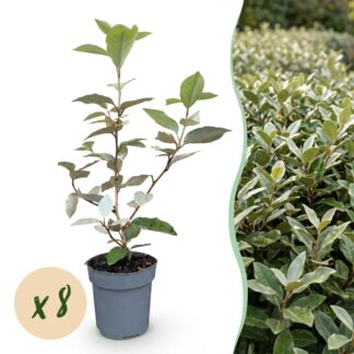 Green boutiQ - 8x Elaegnus ebbingei Compacta - Olive Willow - Hedge Plants - Evergreen - Gray - Pot 9cm - Height 25-35cm