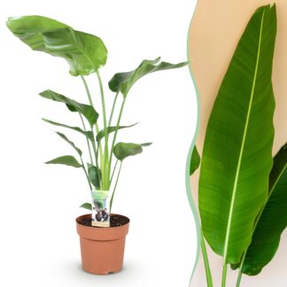 Green boutiQ - Houseplants - Strelitzia Nicolai - Bird of Paradise - Low maintenance - Green - 1 Plant - Pot 21cm - Height 110-120cm