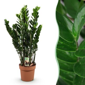 Green boutiQ - Houseplants - Zamioculcas - ZZ plant - Low maintenance - Green - 1 Plant - Pot 21cm - Height 80-90cm