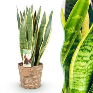 Green boutiQ - Houseplants - Sansevieria Laurentii - Snake Plant - Low maintenance - Biancoh basket - Green - yellow - 1 Plant - Pot 21cm - Height 70-80cm