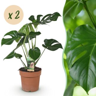 Green boutiQ - Houseplants - Monstera Deliciosa - Swiss Cheese Plant - Low maintenance - Green - 2 Plants - Pot 17cm - Height 50-55cm