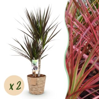Green boutiQ - Houseplants - Dracaena Magenta - Dragon Blood Tree - Low maintenance - Biancoh basket - Red - 2 Plants - Pot 17cm - Height 70-80cm