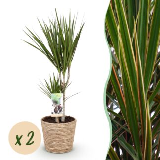 Green boutiQ - Houseplants - Dracaena Marginata - Dragon Blood Tree - Low maintenance - Biancoh basket - Green - 2 Plants - Pot 17cm - Height 70-80cm