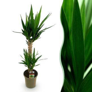 Green boutiQ - Houseplant - Yucca elephantipes - Yucca - Low maintenance - Green - 1 - Pot 19cm - Height 95cm