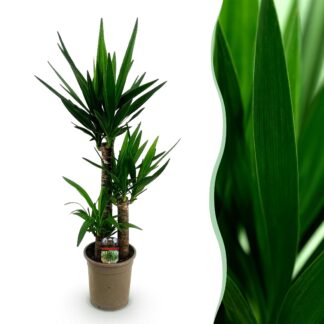 Green boutiQ - Houseplant - Yucca elephantipes - Yucca - Low maintenance - Green - 1 - Pot 21cm - Height 100cm