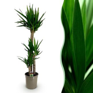 Green boutiQ - House Plant - Yucca elephantipes - Yucca - Low Maintenance - Green - 1 - Pot 24cm - Height 140cm
