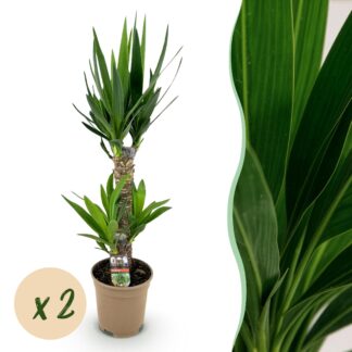 Green boutiQ - Houseplant - Yucca elephantipes - Yucca - Low maintenance - Green - 2 - Pot 17cm - Height 75cm