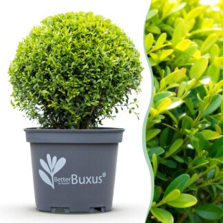 Green boutiQ - Buxus Ball - BetterBuxus Skylight - Resistant to Buxus Blight - 1 plant - pot 26cm ball 30cm