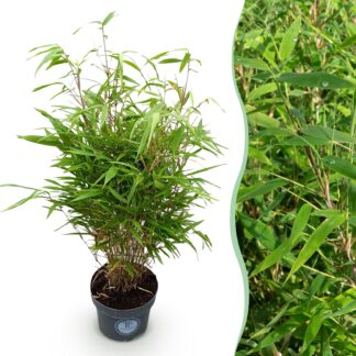 Green boutiQ - Grasses - Fargesia Rufa - Bamboo - Non-Invasive - Green - 1 Plant - Pot 23 cm - Height 80 cm