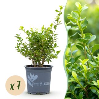 Green boutiQ - Buxus Hedge - BetterBuxus Babylon Beauty - Resistant to Boxwood Blight - 7 plants - 1 linear meter - pot 10.5cm height 25-30