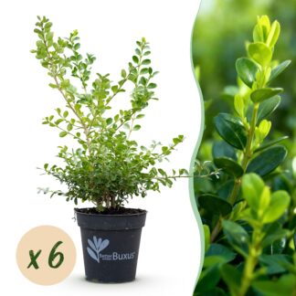 Green boutiQ - Buxus Hedge - BetterBuxus Babylon Beauty - Resistant to Buxus blight - 6 plants - 1 running meter - pot 13cm height 30-35
