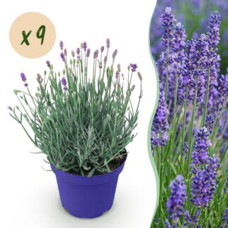 Green boutiQ - Garden Plant - Lavandula angustifolia Hidcote - Lavender - Hardy - Purple - 9 Plants - Pot 12cm - Height 15-25cm