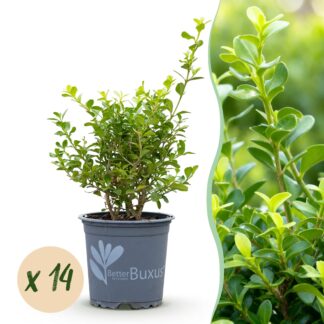 Green boutiQ - Buxus Hedge - BetterBuxus Babylon Beauty - Resistant to Boxwood Blight - 14 plants - 2 linear meter - pot 10.5cm height 25-30