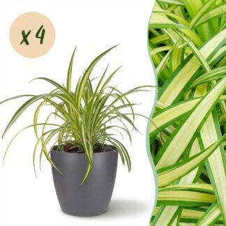 Green boutiQ - House Plant - Chlorophytum comosum Variegatum - Variegated Spider Plant - Pet-Friendly Plant - Green - 4 Plants - Biancoh Potter Grey - Pot 12cm - Height 20cm