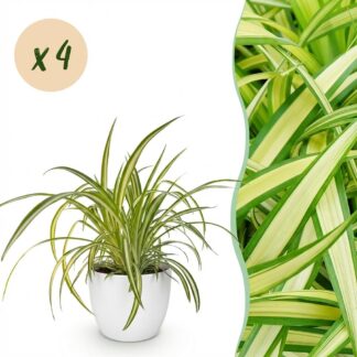 Green boutiQ - House Plant - Chlorophytum comosum Variegatum - Variegated Spider Plant - Pet-Friendly Plant - Green - 4 Plants - Biancoh Potter Bianco - Pot 12cm - Height 20cm