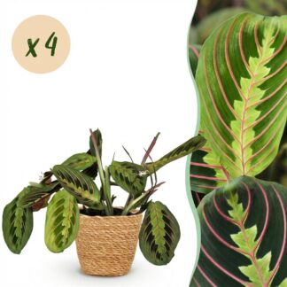 Green boutiQ - Houseplant - Maranta Fascinator Tricolour - Prayer Plant - Pet-Friendly Plant - Green - 4 Plants - Biancoh Basket - Pot 12cm - Height 25cm